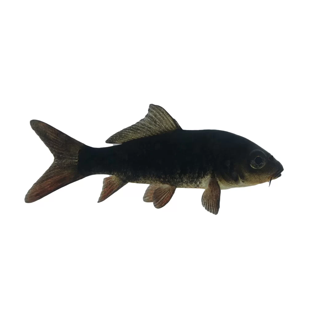 Ikan Black Koi