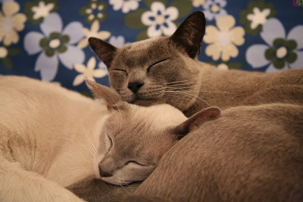 Perawatan Kucing Burmese