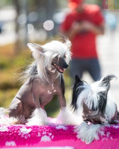 Anjing Chinese Crested