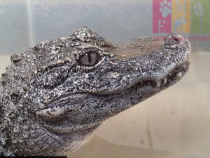 harga Chinese Alligator