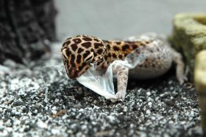 shedding leopard gecko