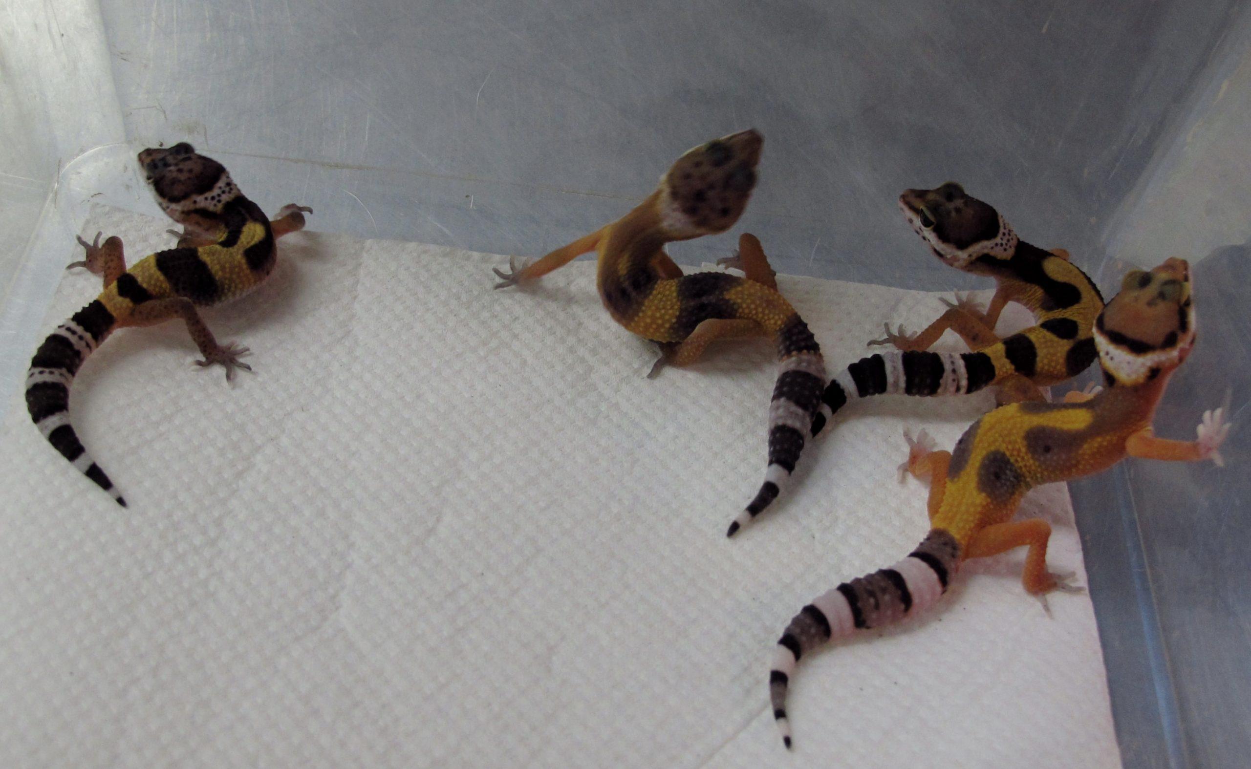 Cara Memilih Leopard Gecko Yang Sehat