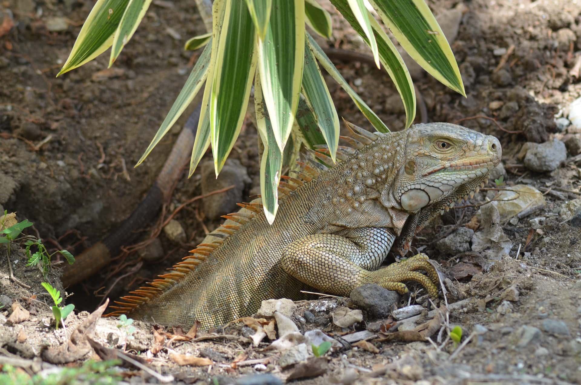 Mengatasi Egg Binding Pada Iguana