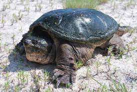 Kura-kura Darat: Tips Membeli dan Memelihara