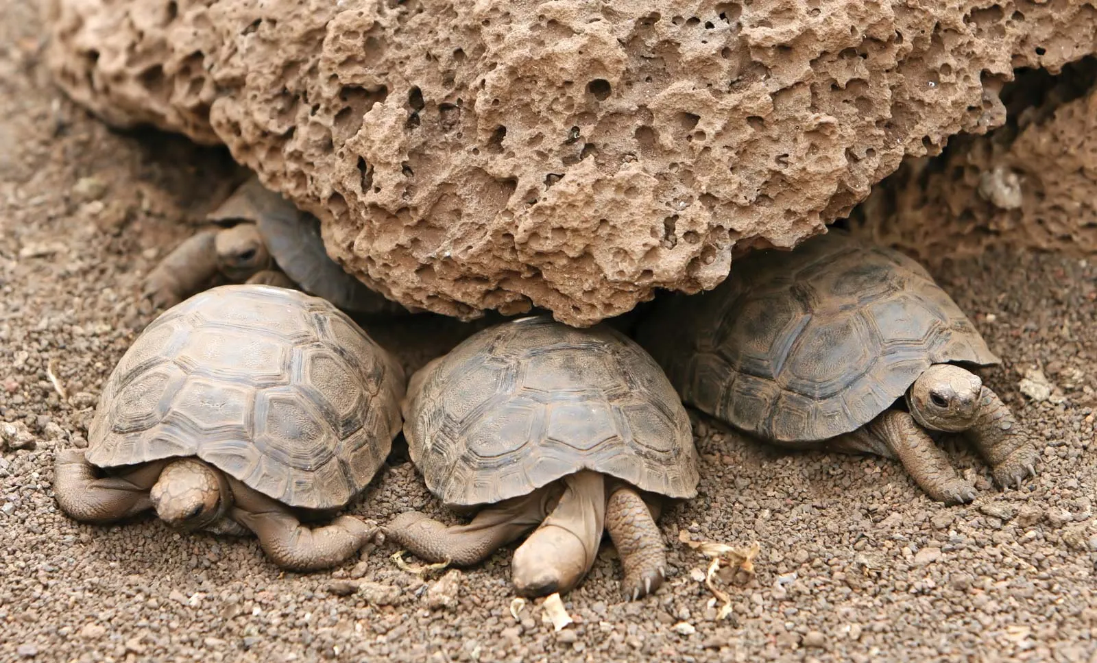 Memelihara Kura-kura Darat yang Lucu
