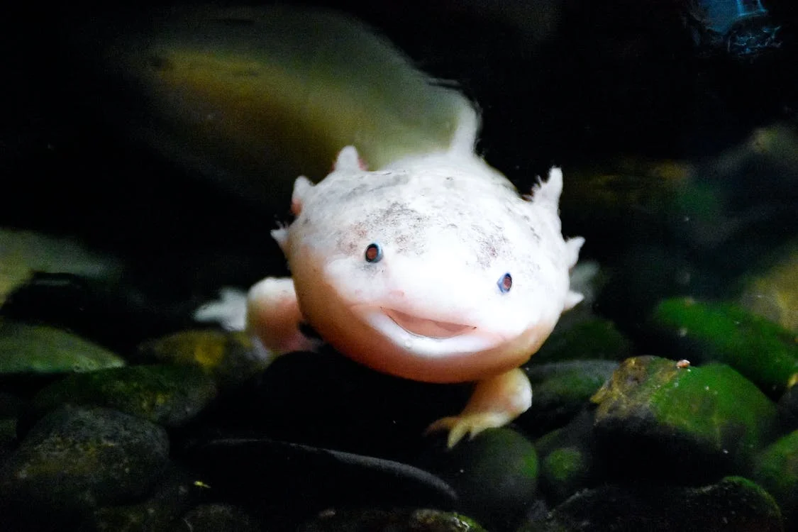 Salamander Axolotl Tidak Mau Makan? Segera Lakukan Hal Ini!