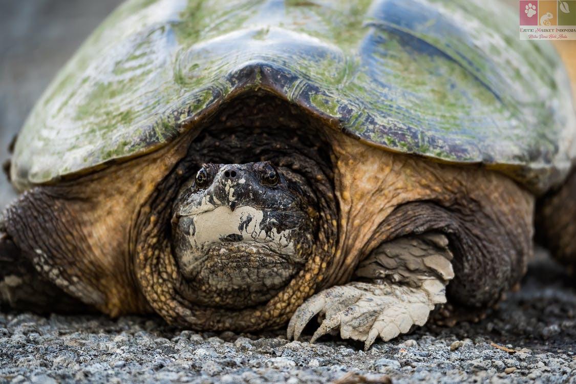 Kura-Kura Common Snapping Turtle: Kalem Di Air, Galak Di Darat!