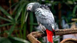 Mudah Melatih African Grey Parrot Bicara