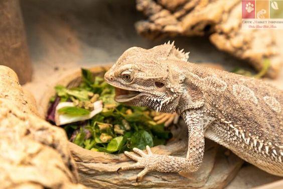 bearded dragon makan sayur