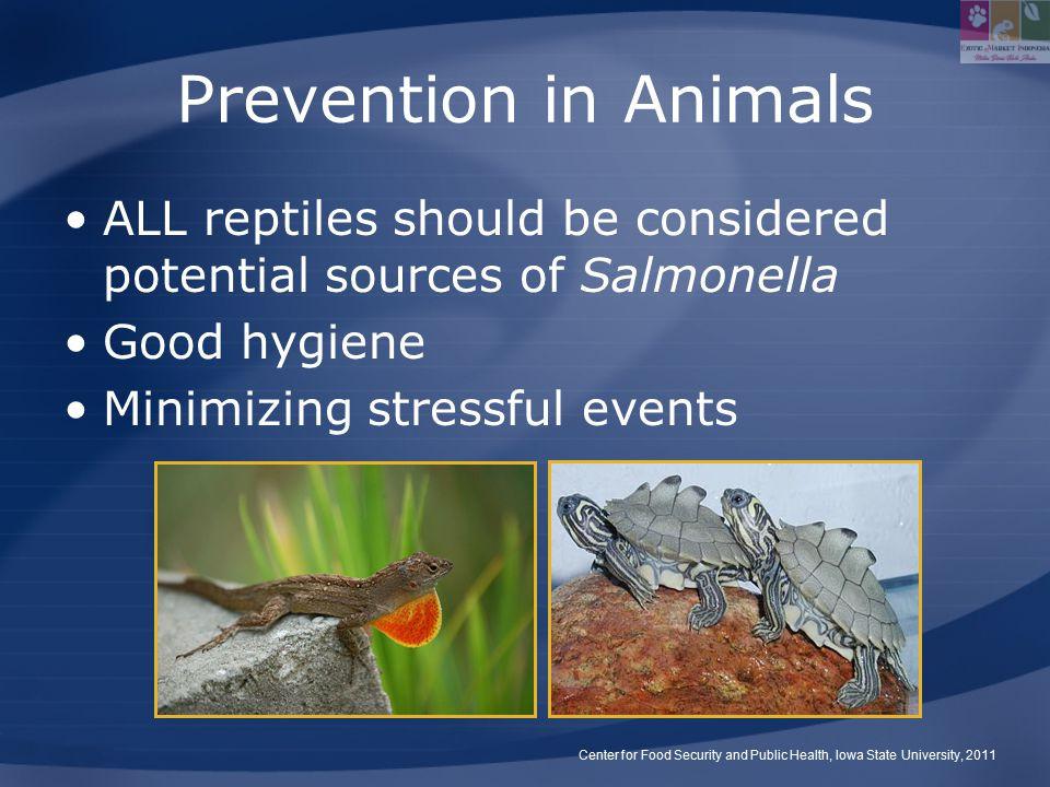 Membeli Reptil Menjual Salmonella