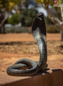 ular king kobra