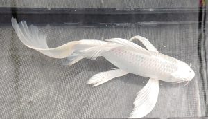 Platinum Ogon Ikan Koi Putih