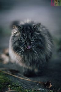 Perawatan Kucing Persian