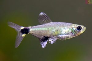 Ikan Tetra Paraguay