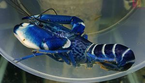 crayfish lobster air tawar
