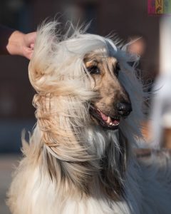 anjing afghan hound