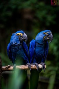 Burung Hyacinth Macaw