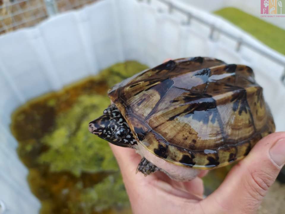 Mexican Giant Musk Turtle