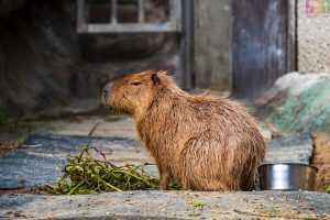 harga capybara