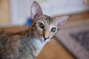 Kucing Oriental Shorthair