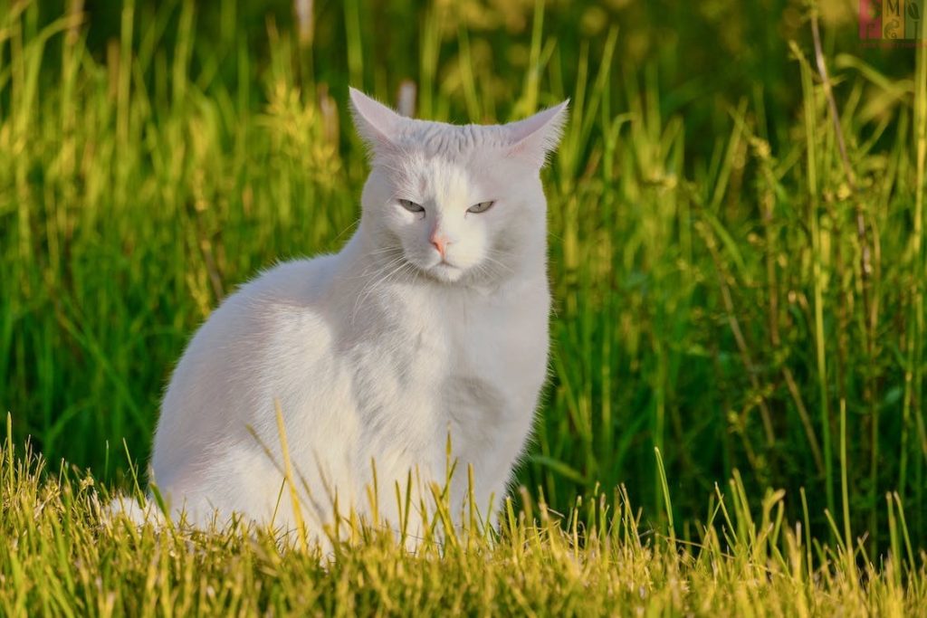 Kucing Turkish Angora