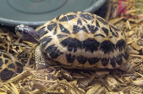 kura-kura darat spider tortoise