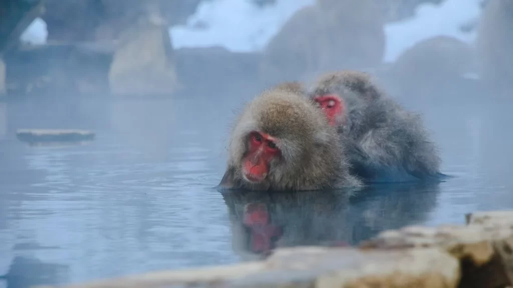 Monyet Salju Jepang