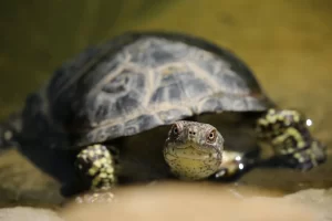 penyebab stress pada kura-kura