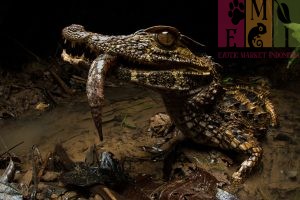 Smooth Fronted Caiman