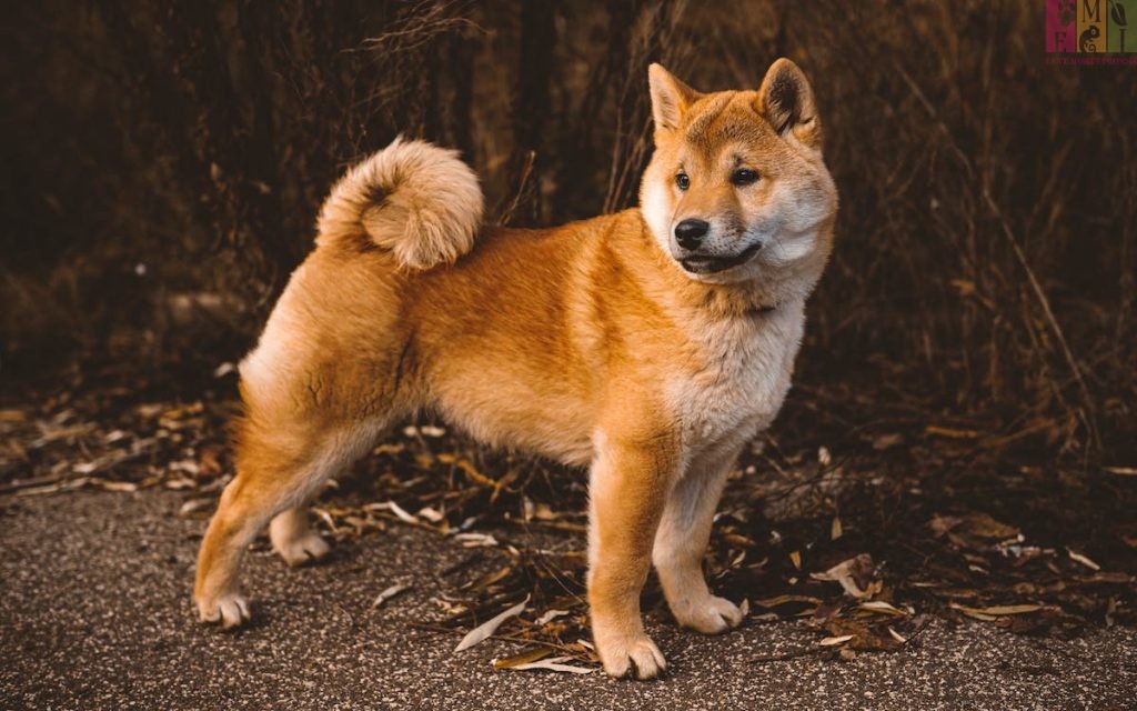 anjing Akita Inu