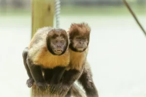 harga monyet Capuchin