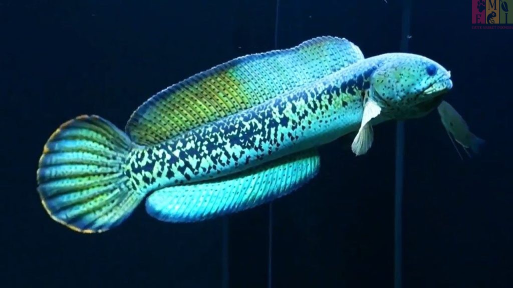 Ikan Channa Pulchra