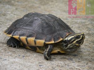 Malayan Snail Eater Turtle