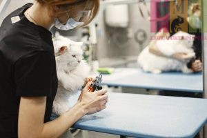 Tempat Sterilisasi Kucing Gratis