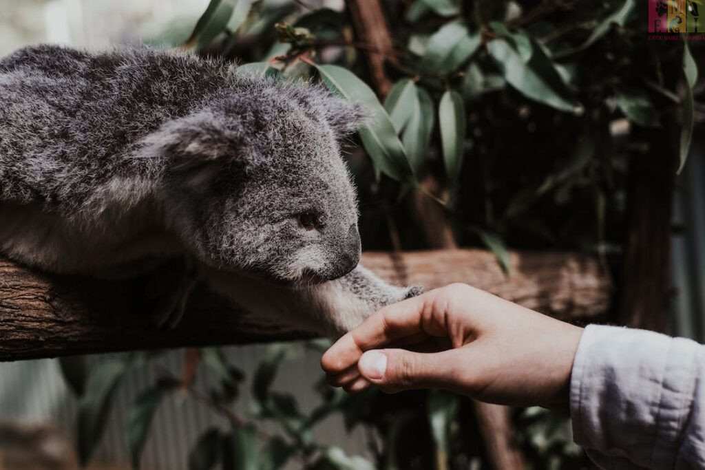 Mengenal Lebih Dekat Koala: Fauna Ikonik Australia
