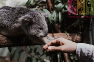 Mengenal Lebih Dekat Koala: Fauna Ikonik Australia